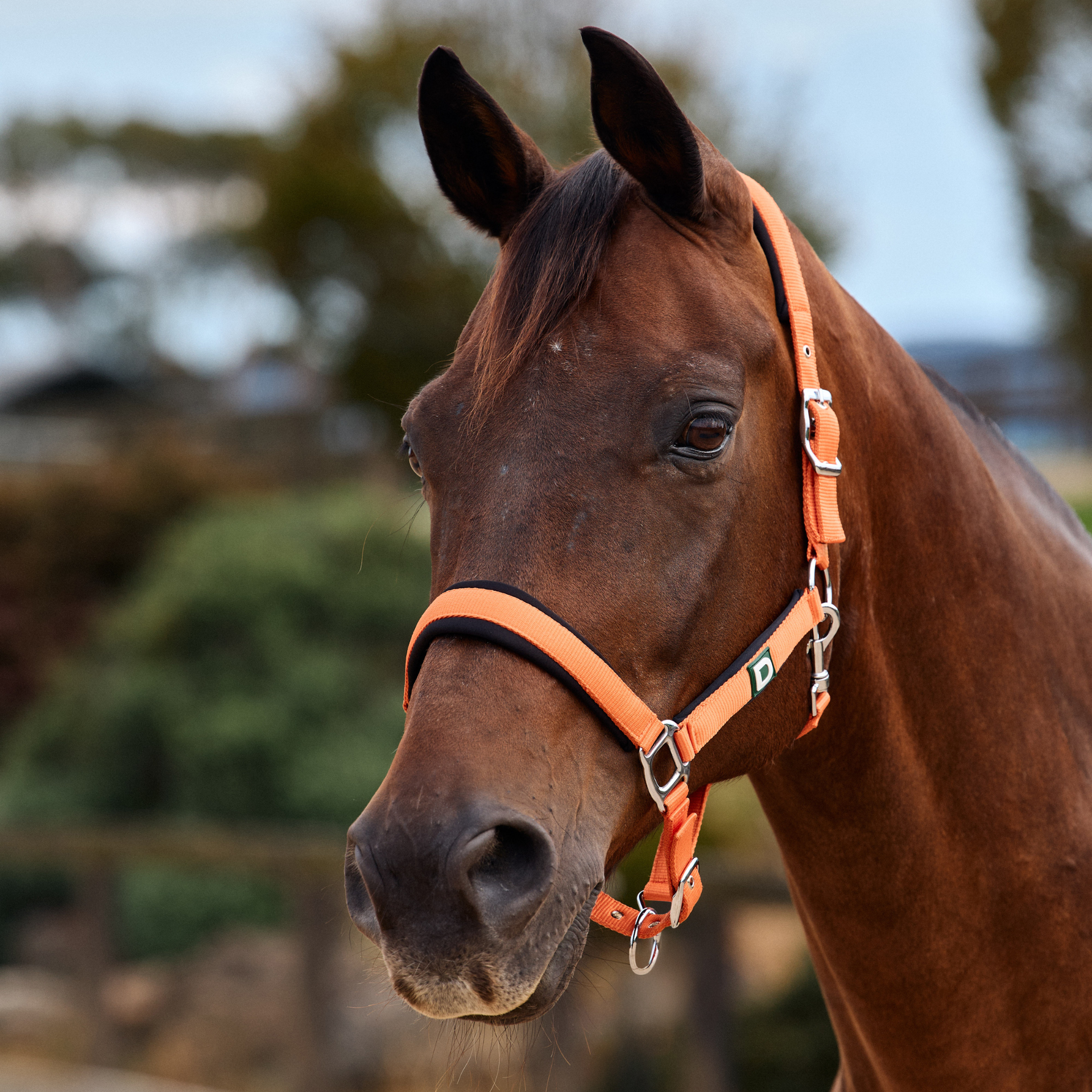 Dubline Neo Comfort Headcollar - Orange - R&R Country