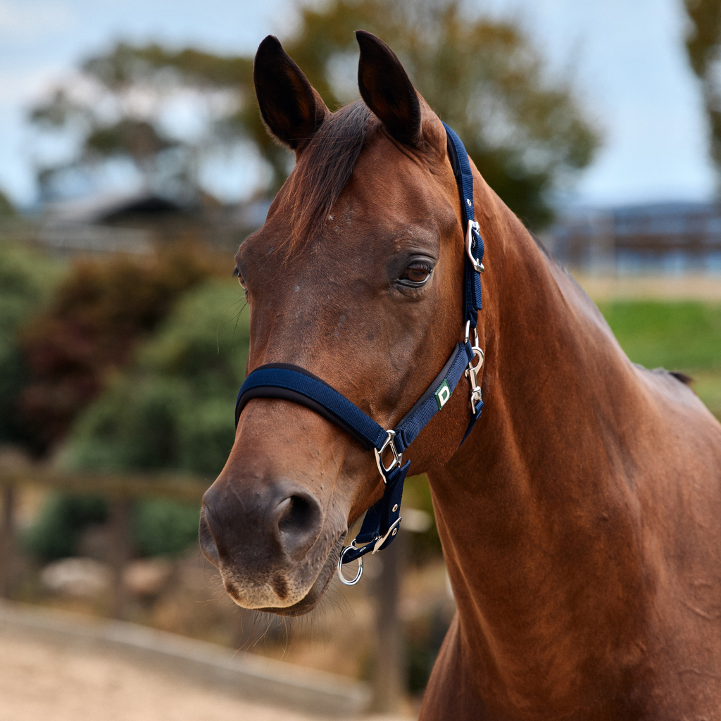 Dublin Neo Comfort Headcollar - Navy