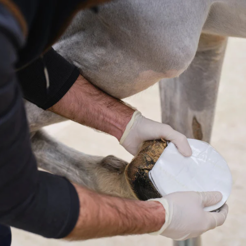 NAF NaturalintX Hoof Poultice - 3 Pack