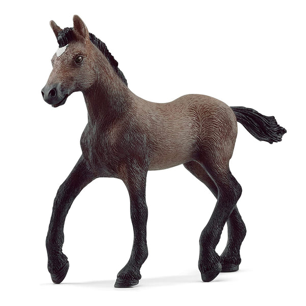 13954 PASO PERUANPO FOAL - O/S