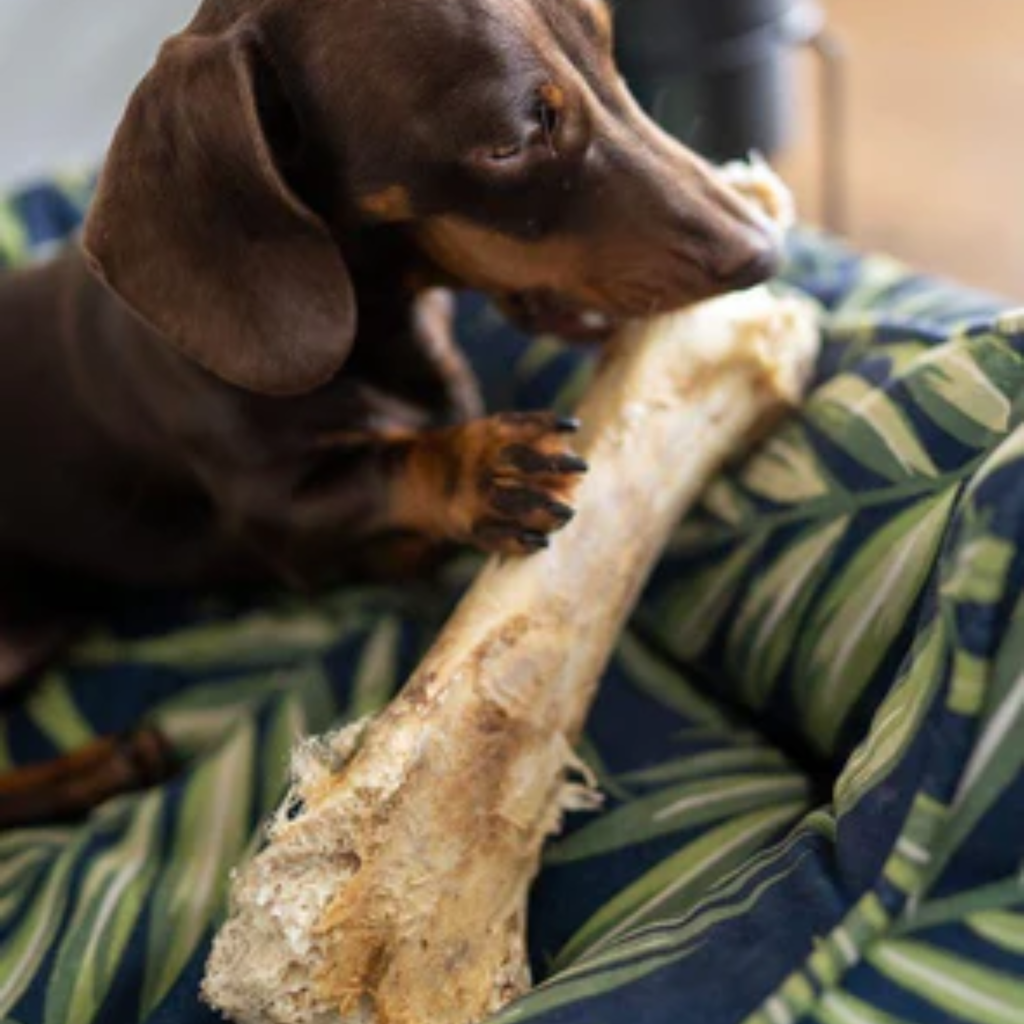 JR Pet Products Ostritch Bone