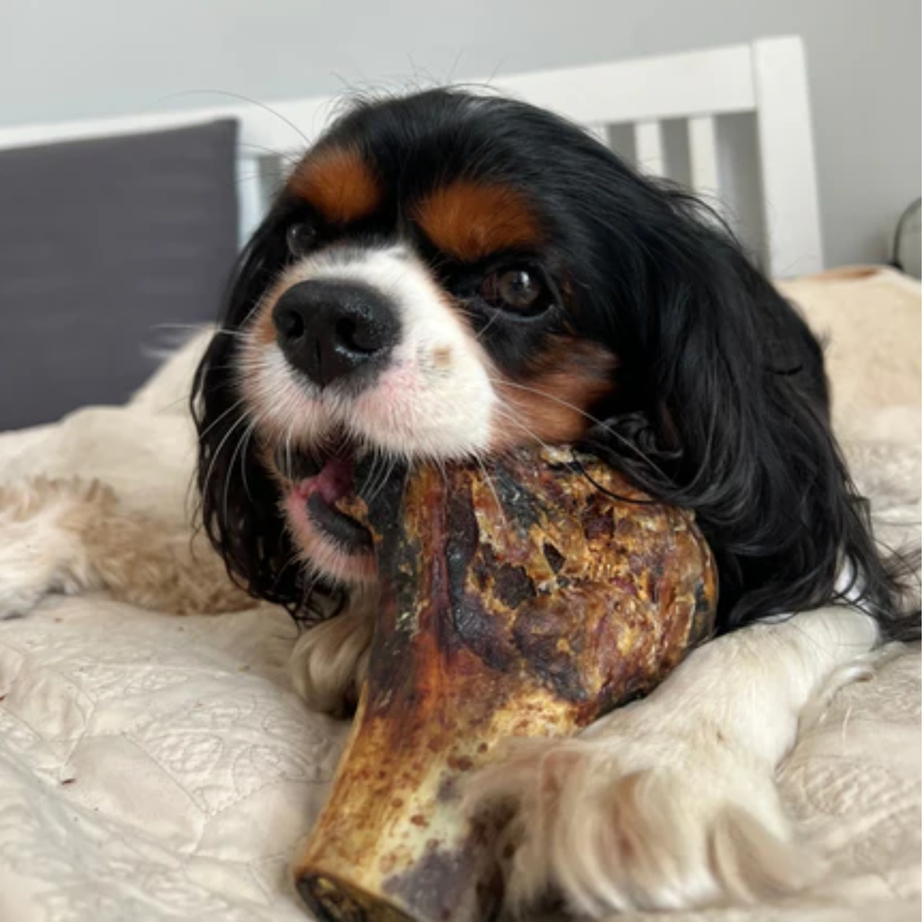 JR Pet Products Ostritch Knuckle Bone