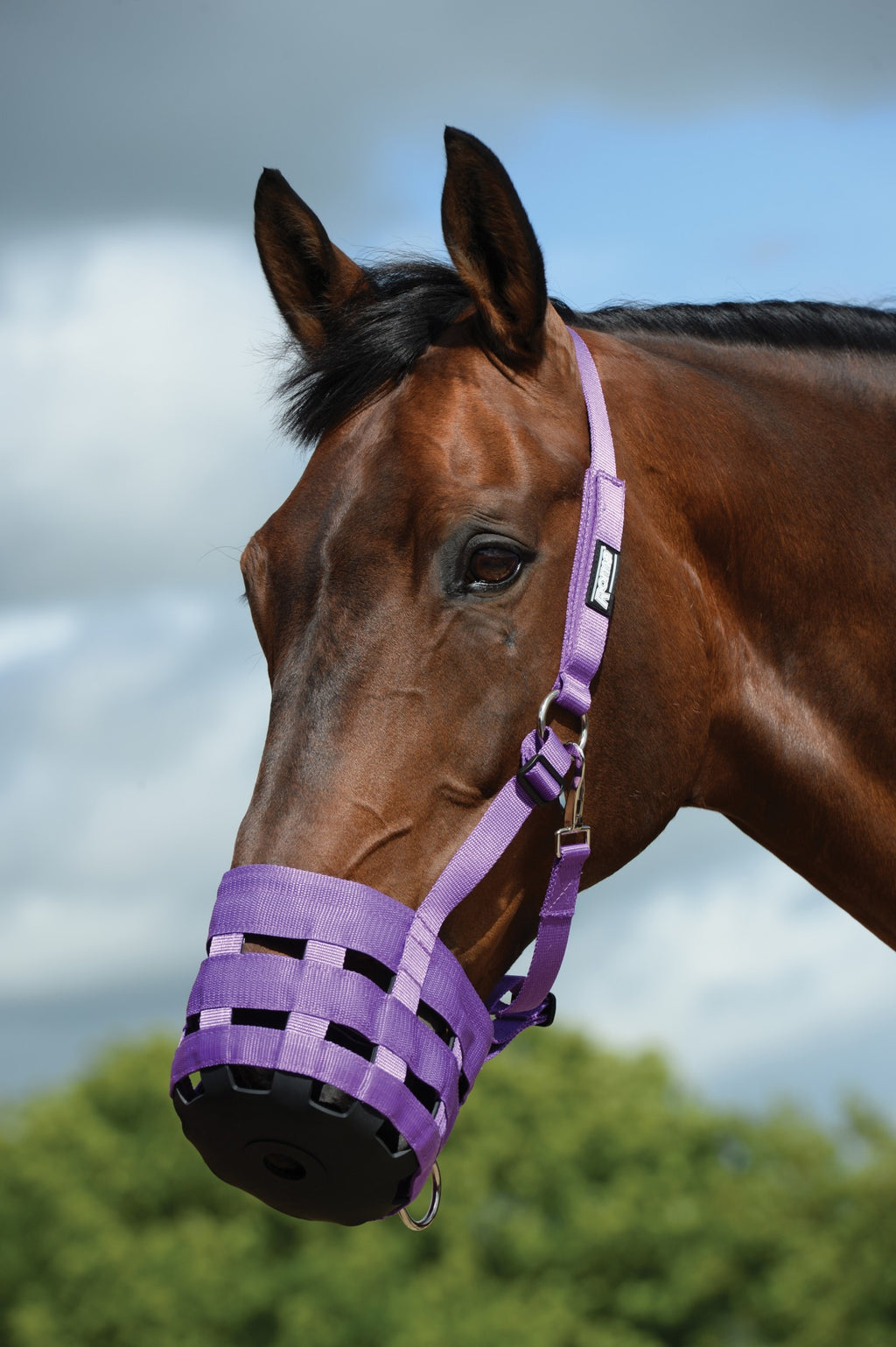 Hy Equestrian Muzzle - Purple
