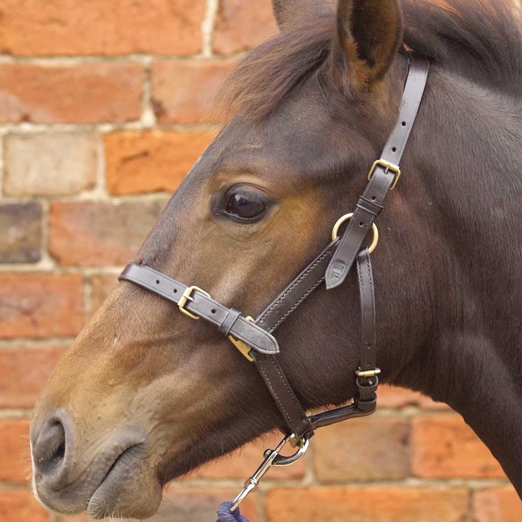 Hy Equestrian Leather Foal Head Collar - Brown