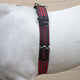 Hy Equestrian Training Roller Blue/Red