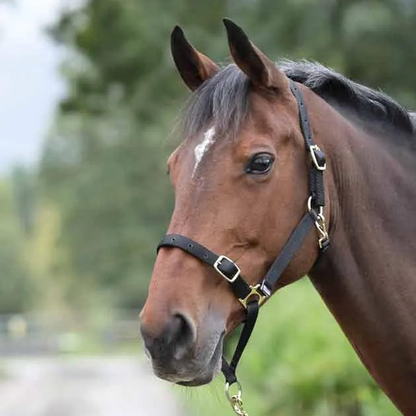 Control Headcollar - Black
