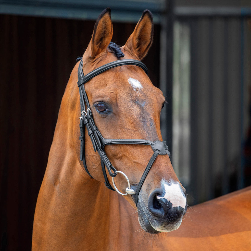 Lusso Grackle Bridle - Black