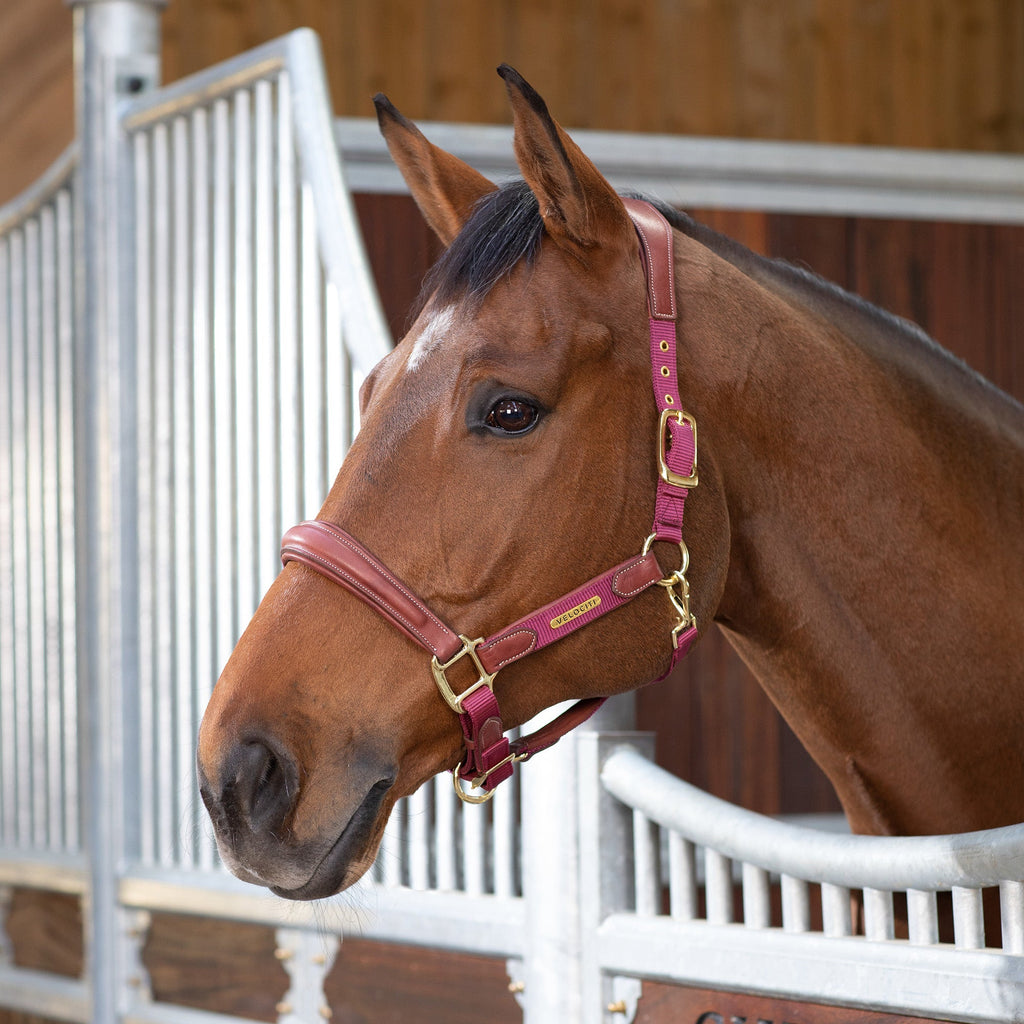 Velociti Lusso Padded Leather Headcollar - Burgundy