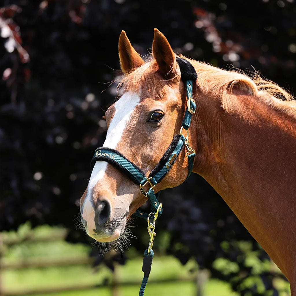 ARMA Logo Headcollar and Lead Rope - Green