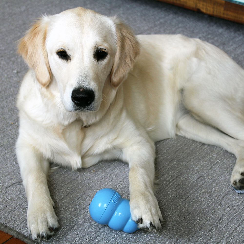 KONG Puppy
