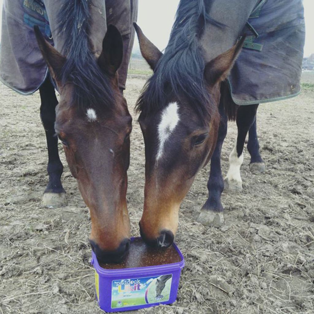 Paddock Likit - 8kg