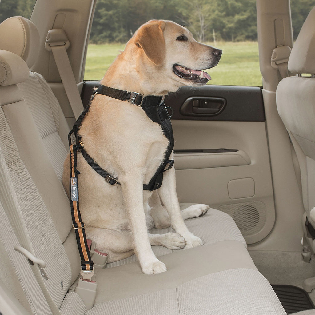 Kurgo Direct To Seatbelt Tether Black/ Orange - Small