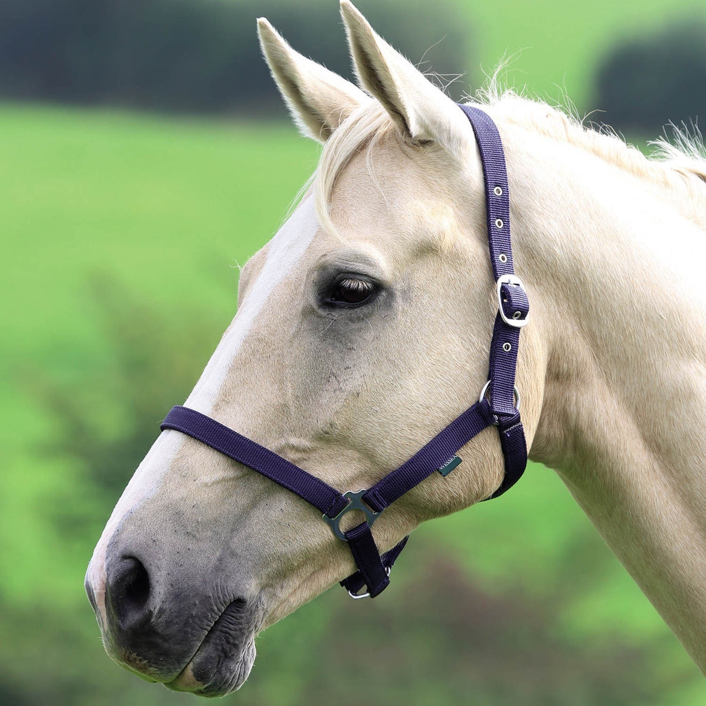 Shires Wessex Nylon Headcollar - Navy