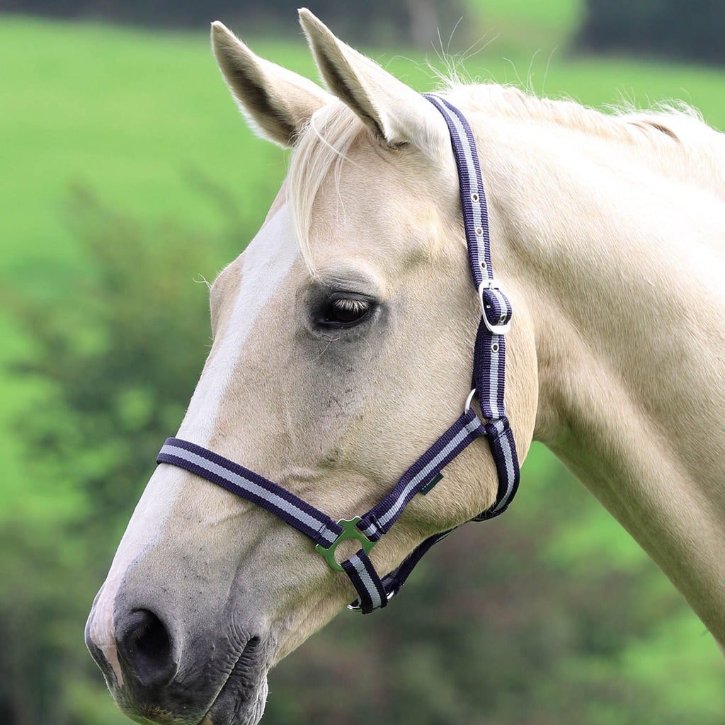Shires Wessex Nylon Headcollar - Navy/Silver