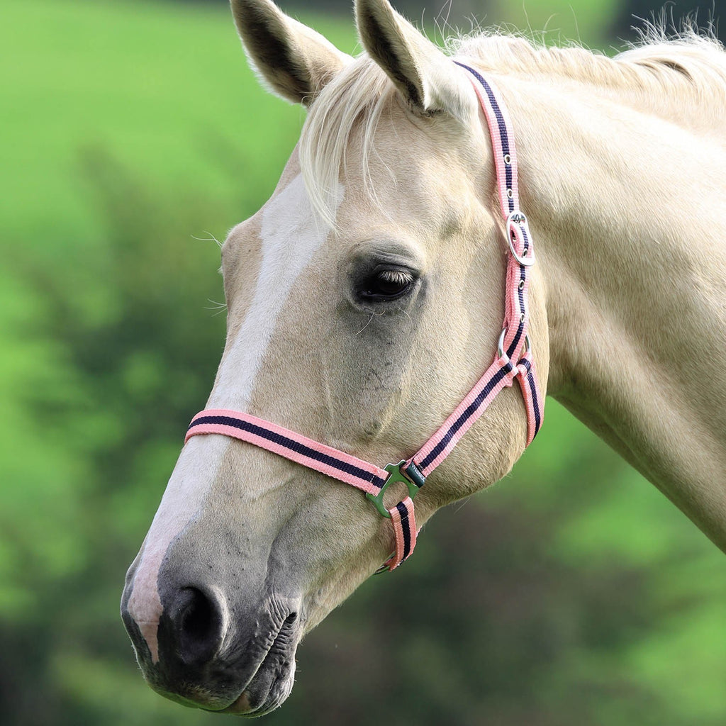 Shires Wessex Nylon Headcollar - Pink/Blue