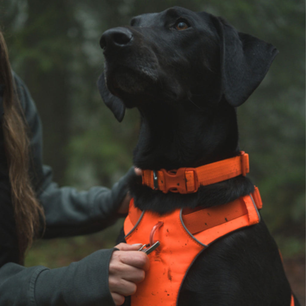Ruffwear Front Range Collar - Blaze Orange