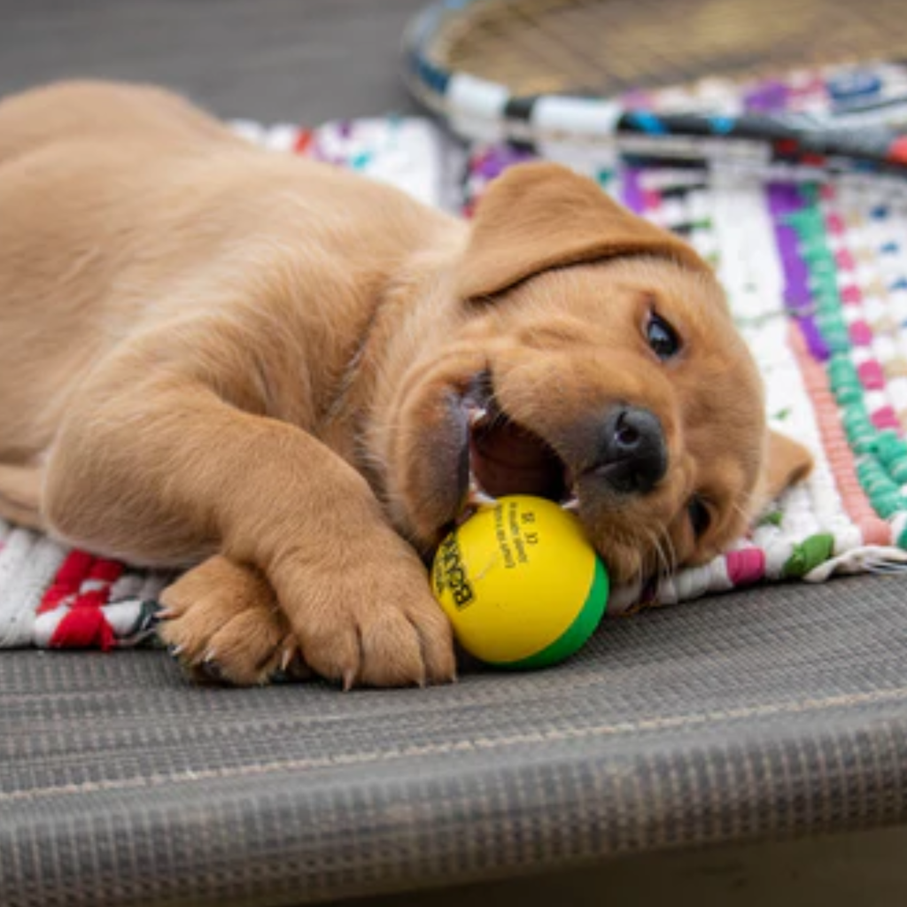 Sports Pet Mini Bounce Ball