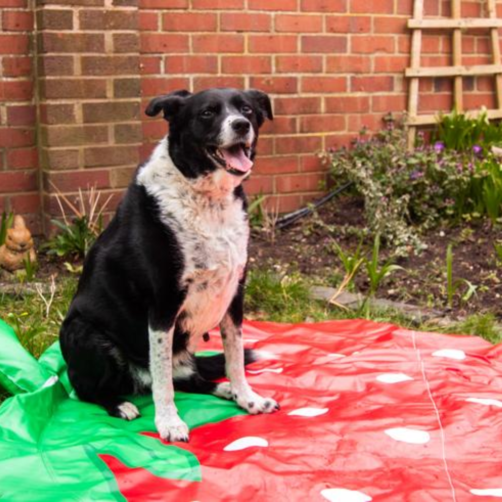 Rosewood Strawberry Splash Mat