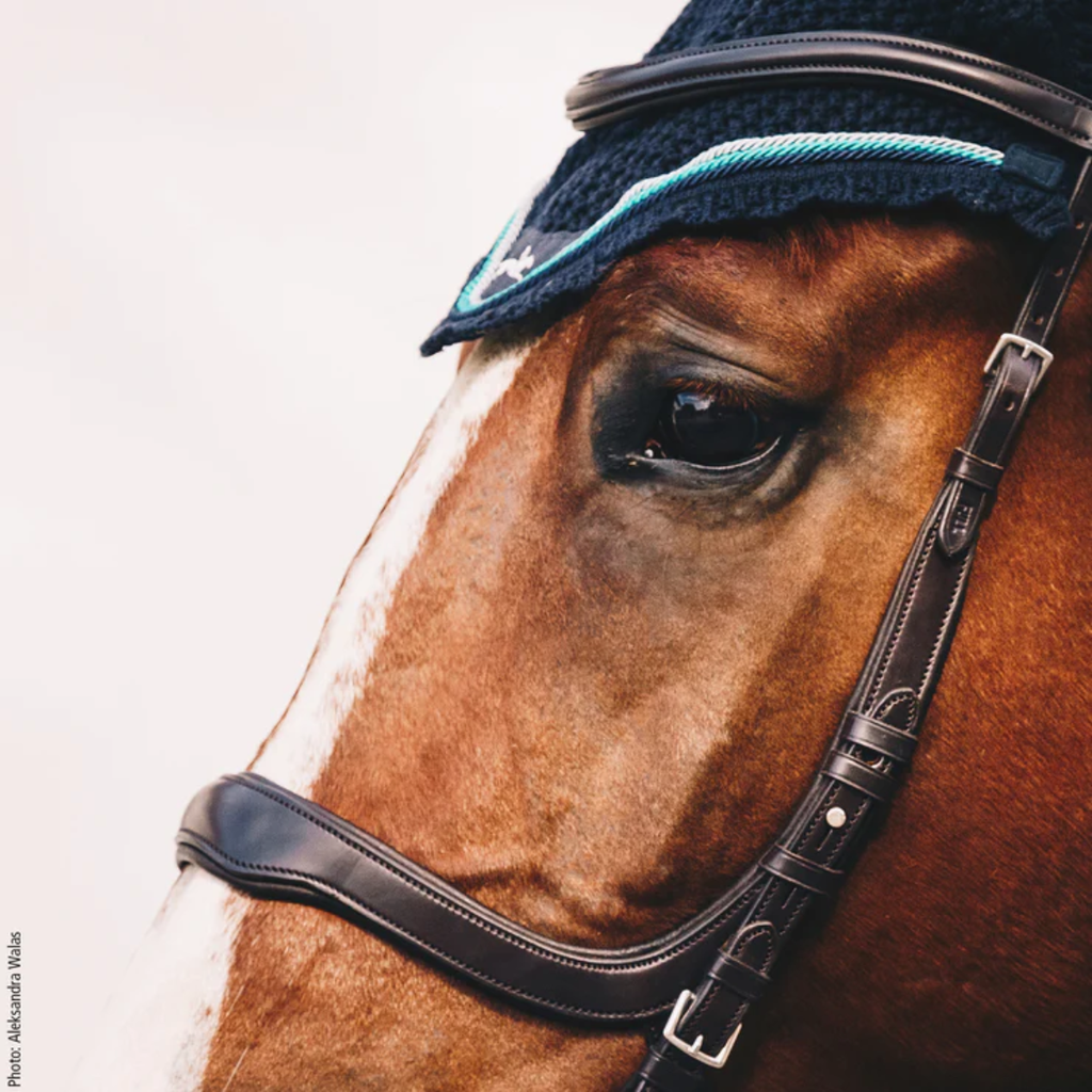 Schockemohle Equitus Delta Bridle - Espresso/Silver