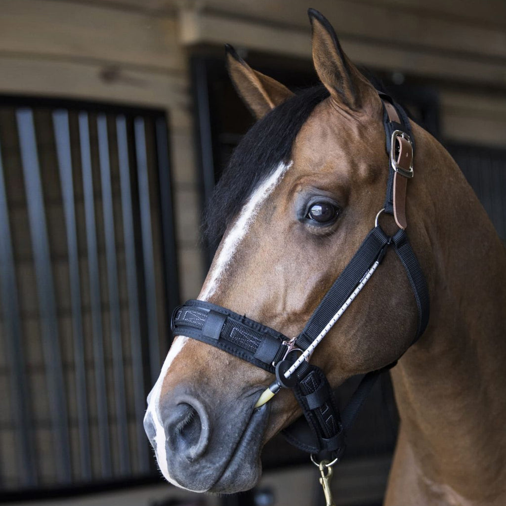 ThinLine Busy Buddy - Horse Calmer for Halter