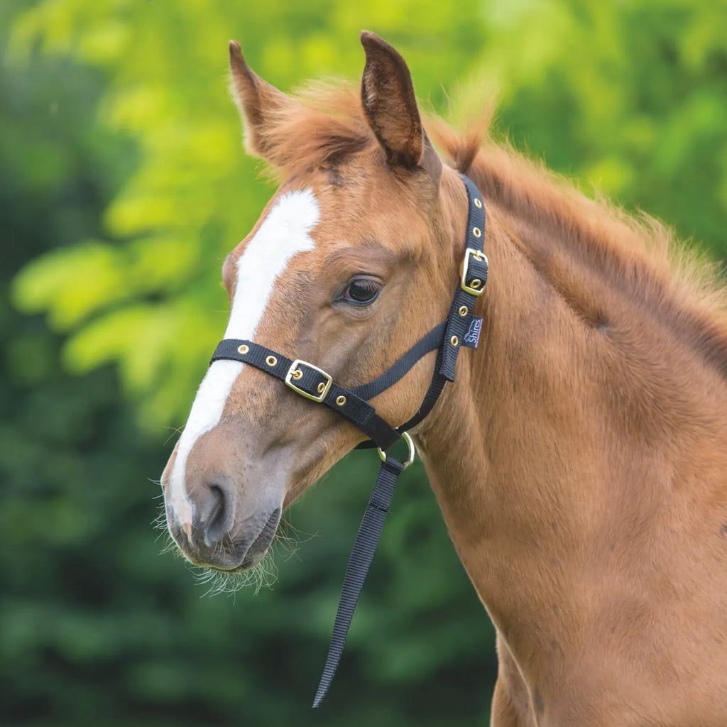 Shires Nylon Foal Slip - Black