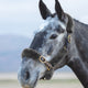 ARMA SupaFleece Halter Fleece Set - Black