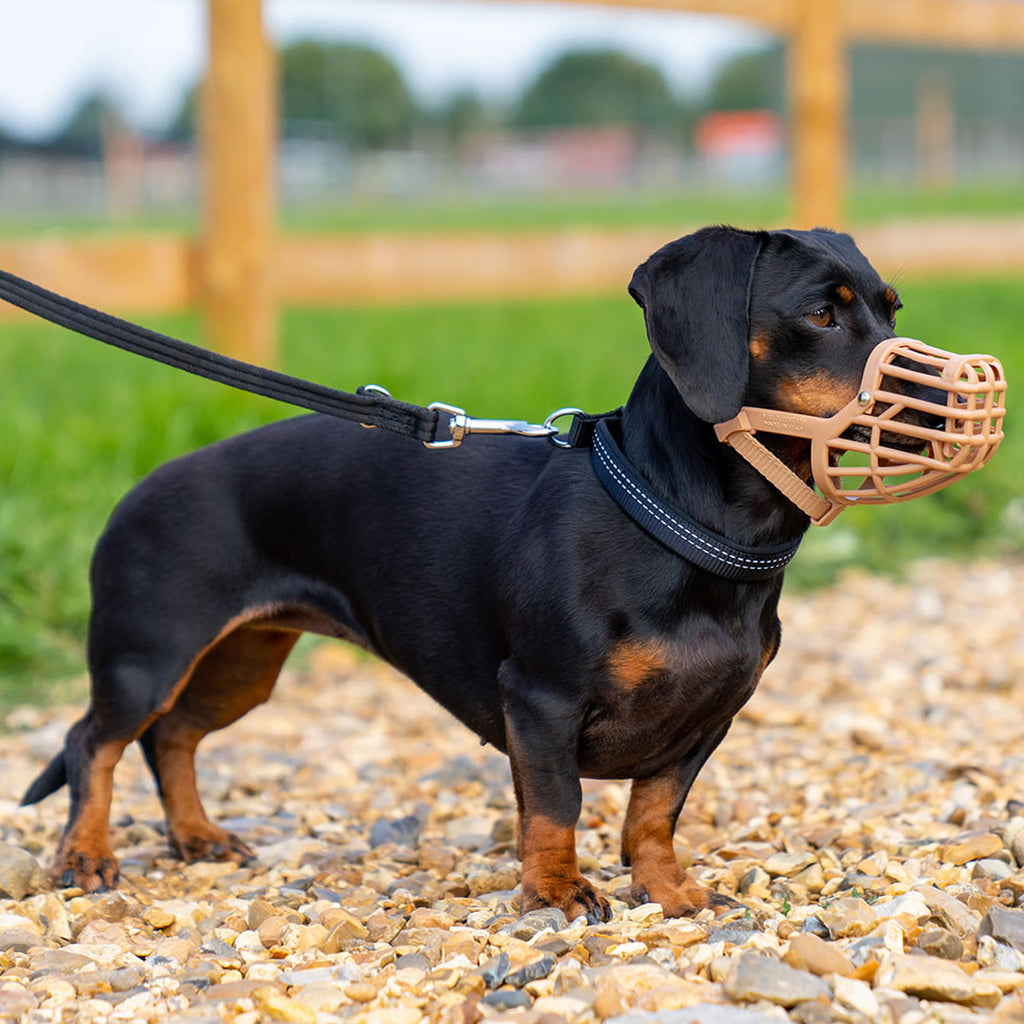 Baskerville Classic Muzzle - Tan