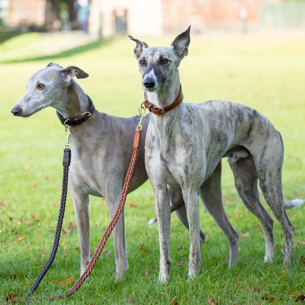 Digby and Fox Padded Leather Greyhound Collar - Teal