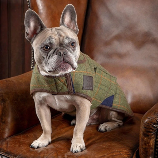 Digby and Fox Tweed Dog Coat - Green