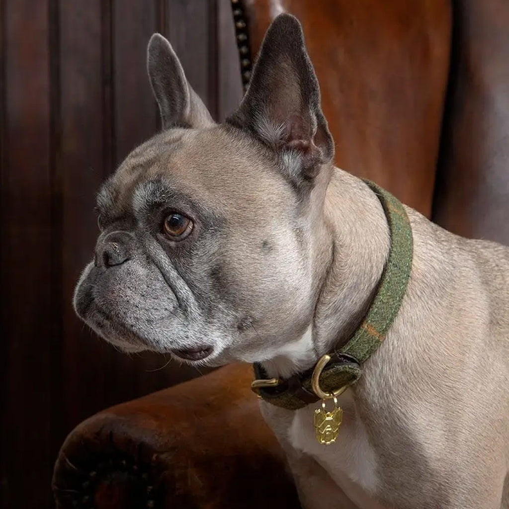 Digby and Fox Tweed Dog Collar - Green