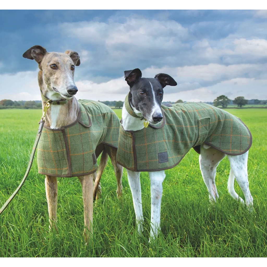 Digby and Fox Tweed Greyhound Collar - Green