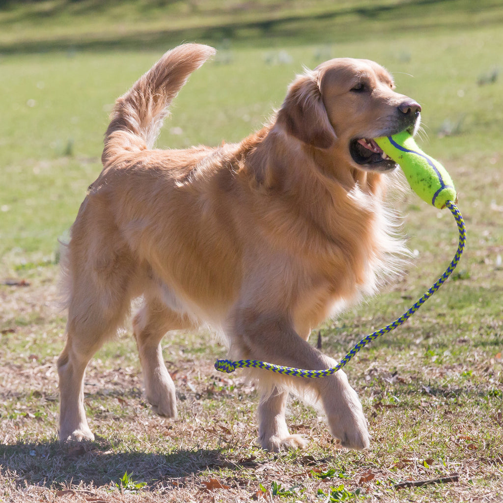 KONG Airdog Fetch Stick