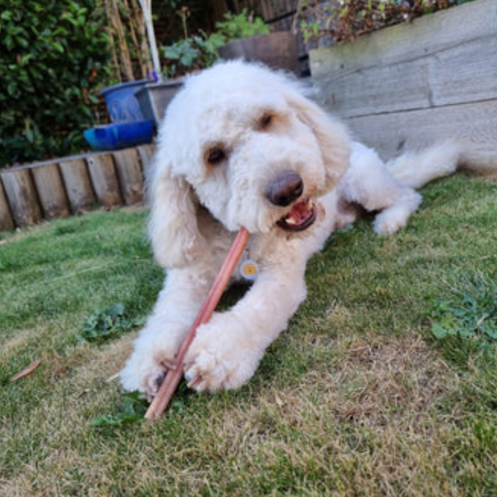 JR Pet Products Odourless Pizzle