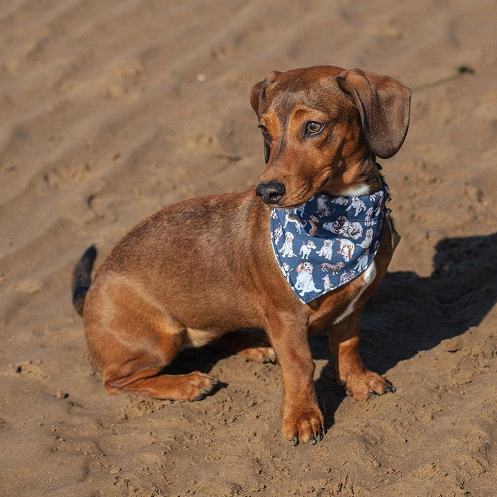 Wrendale Dog Bandana