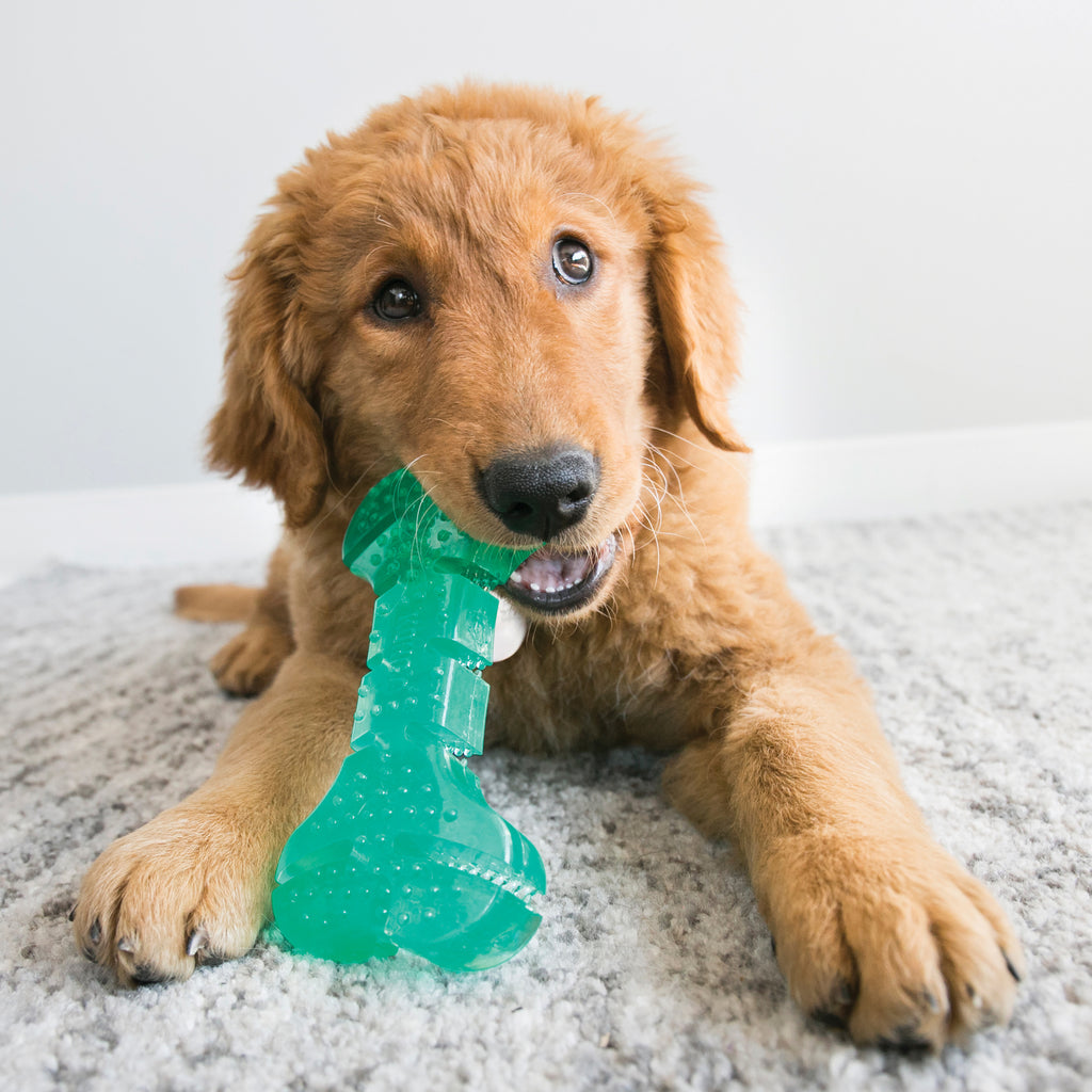 KONG Squeezz Dental Stick - Medium