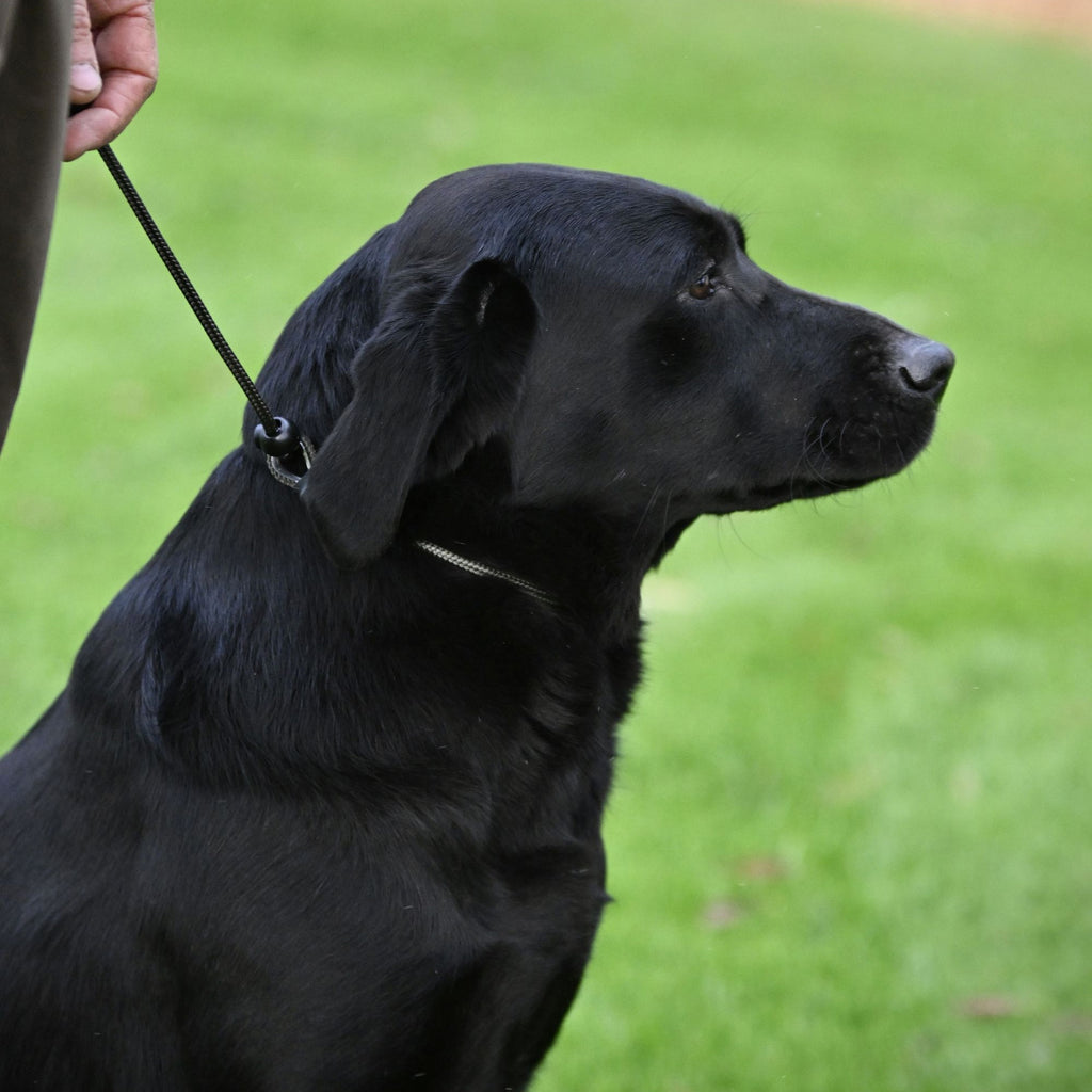 Sporting Saint Field Trial PRO Heeling Lead - Green