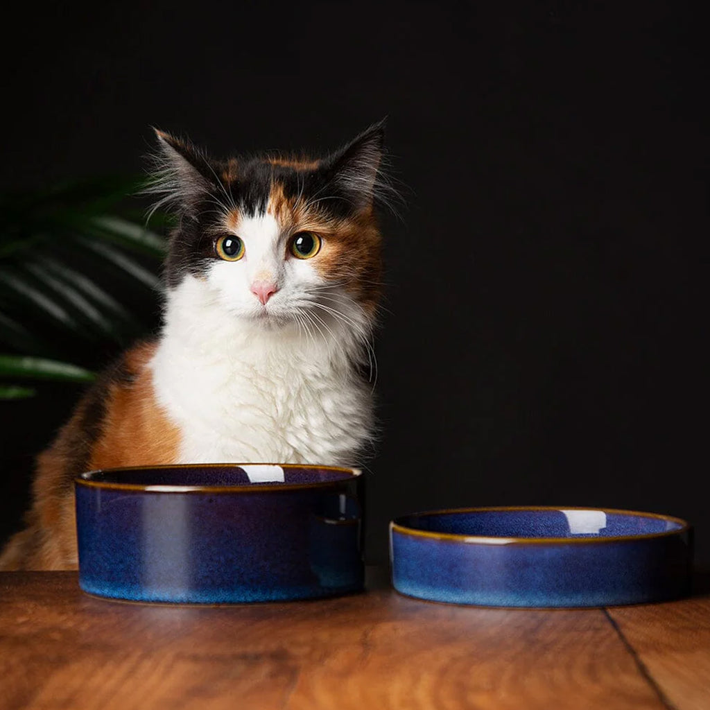 Scruffs Reactive Glaze Pet Saucer - Midnight