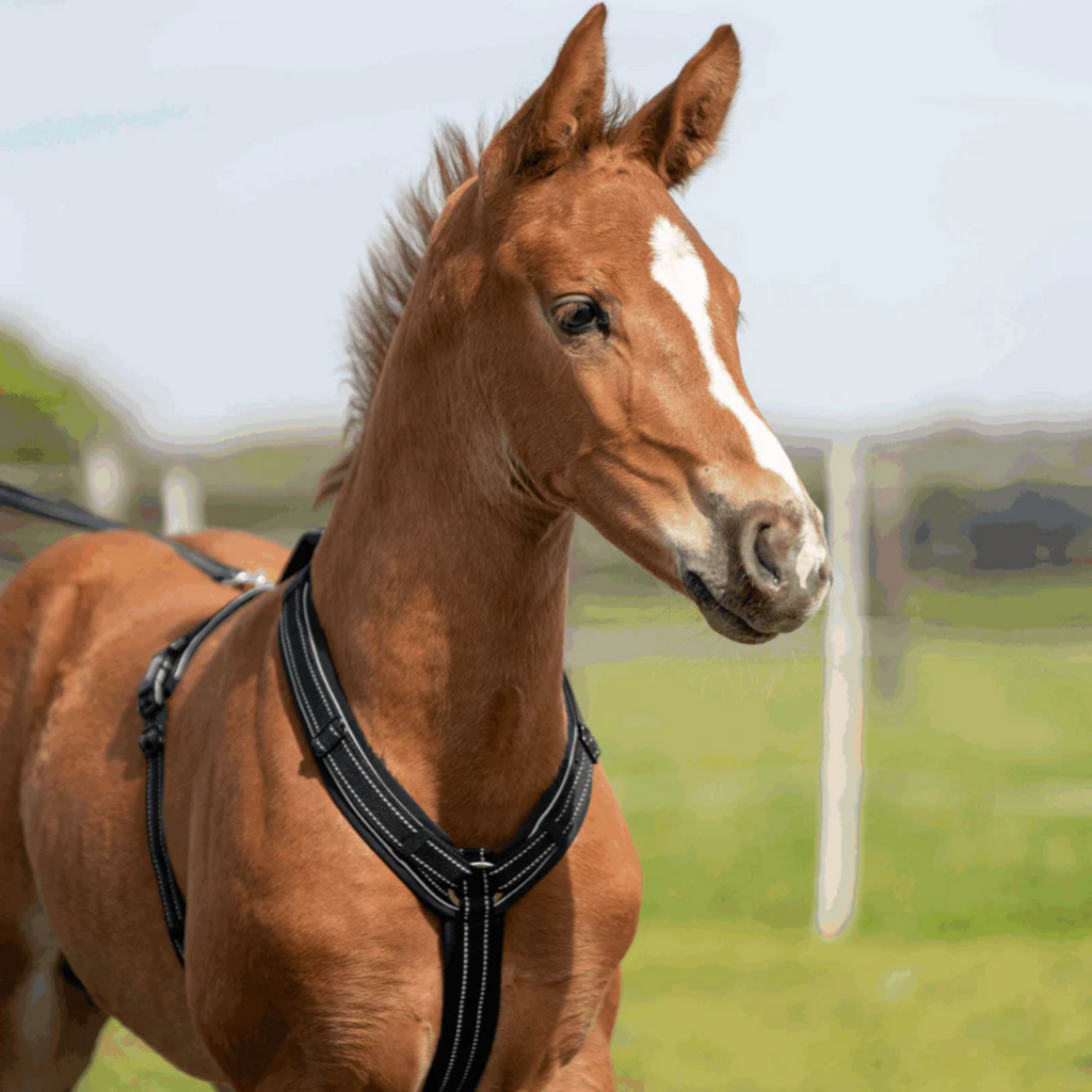 Sprenger Foal Harness - Black