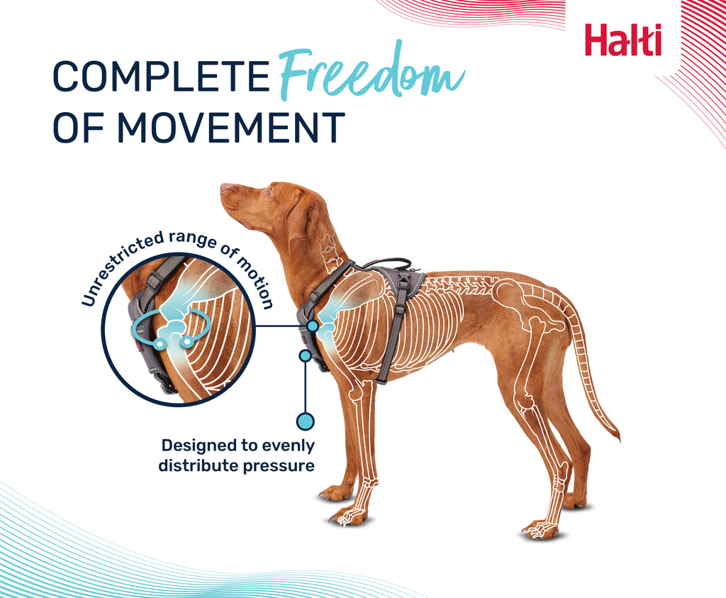 Halti Anatomy Harness - Grey
