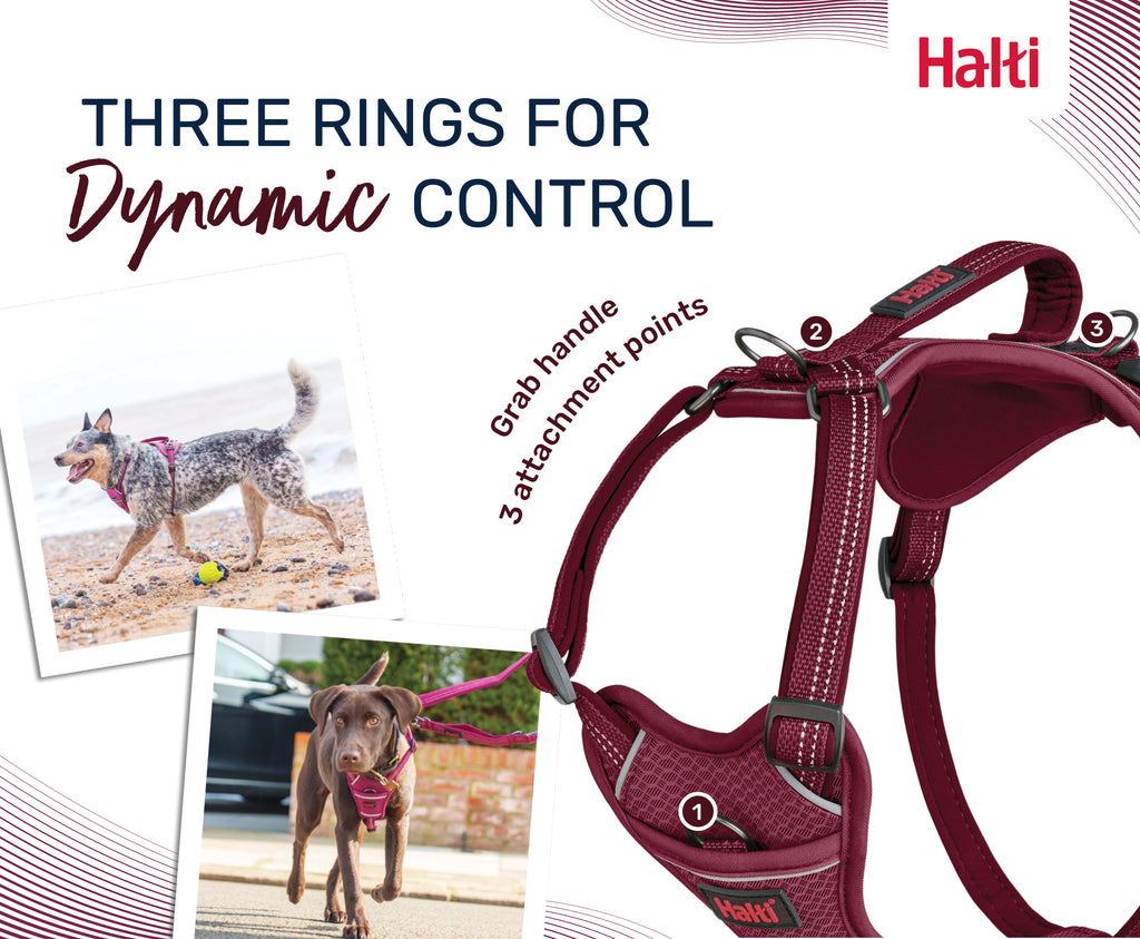 Halti Anatomy Harness - Teal