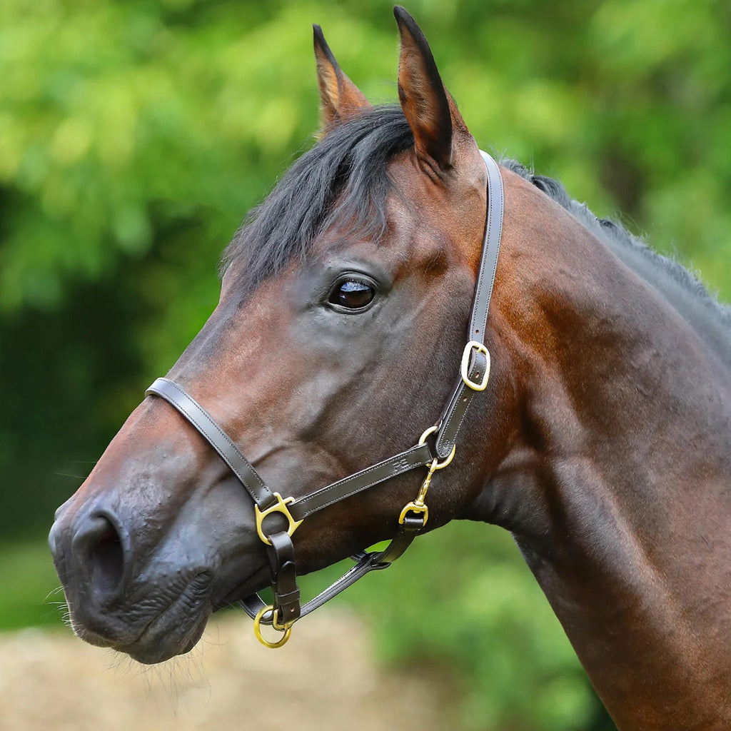Premier Equine Pasco Plain Leather Head Collar - Brown