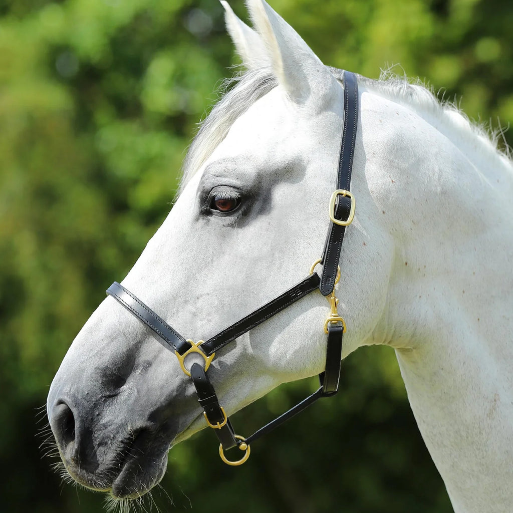 Premier Equine Pasco Plain Leather Head Collar - Black