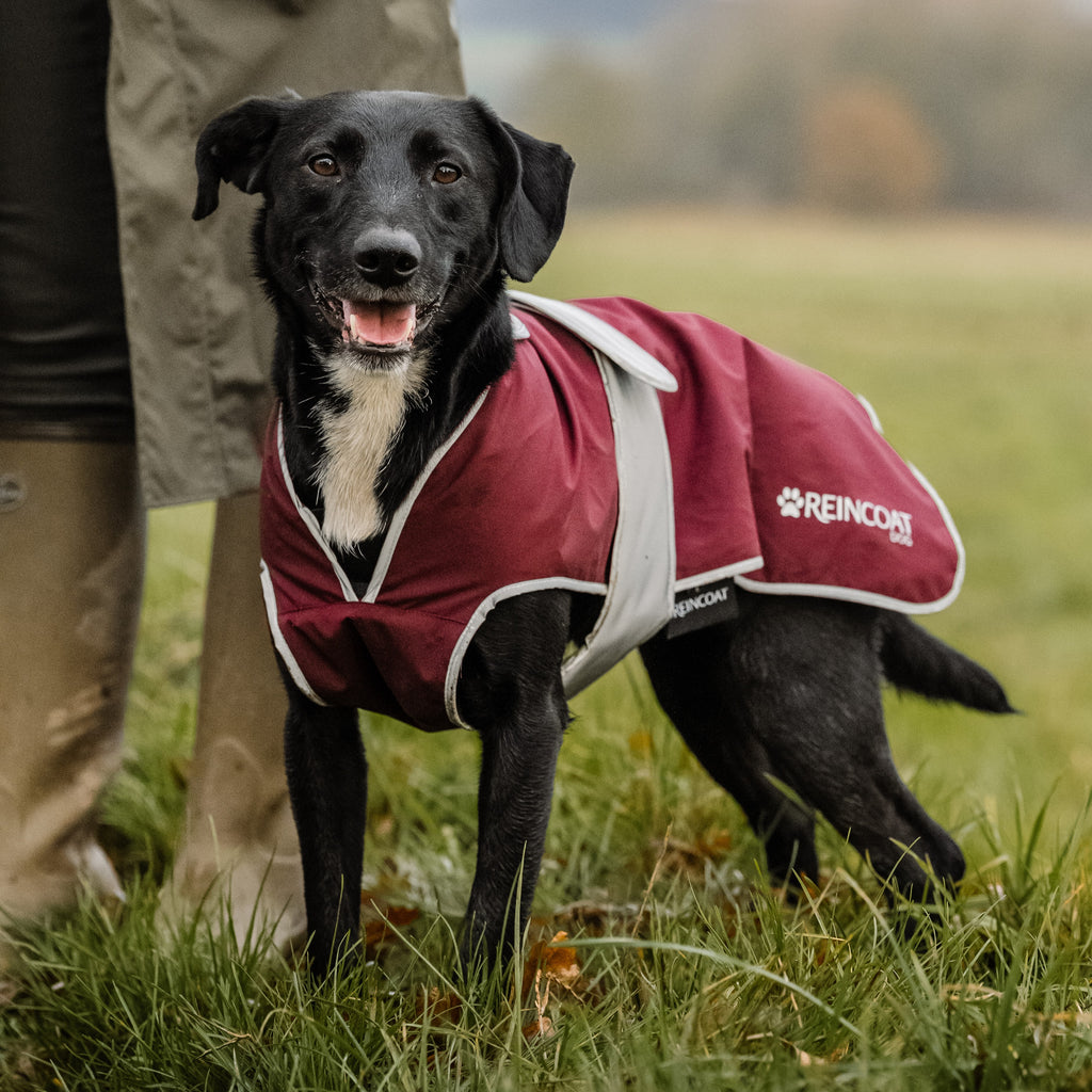 Reincoat Dog Coat - Burgundy
