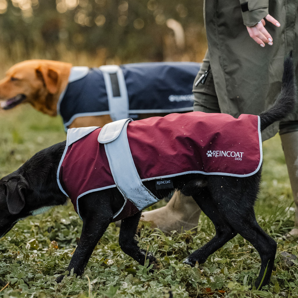 Reincoat Dog Coat - Burgundy