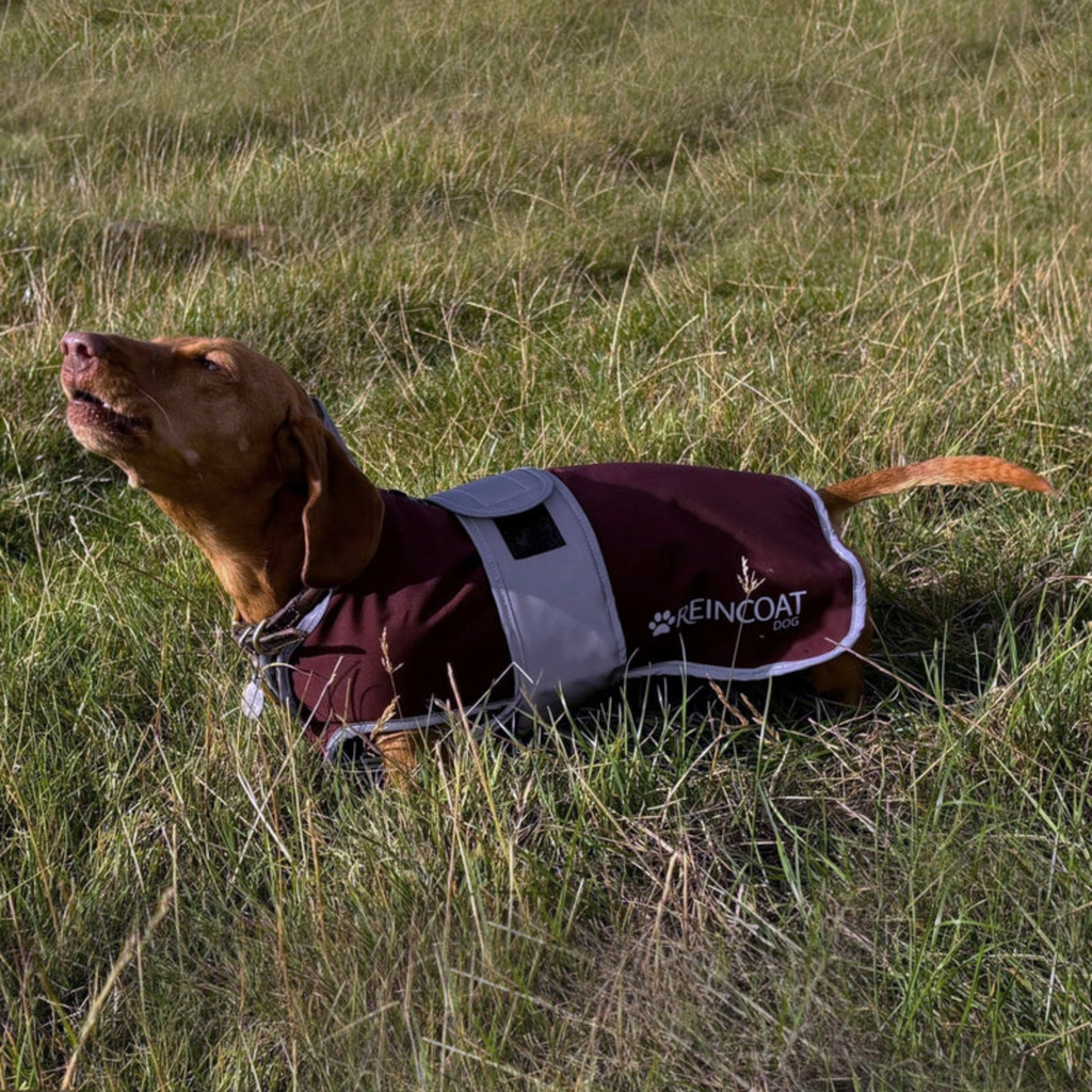 Reincoat Dog Coat - Burgundy
