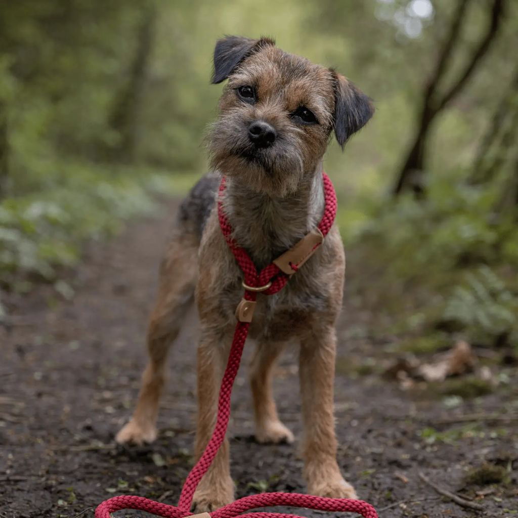 Ruff & Tumble Thick Slip Lead - Rosehip