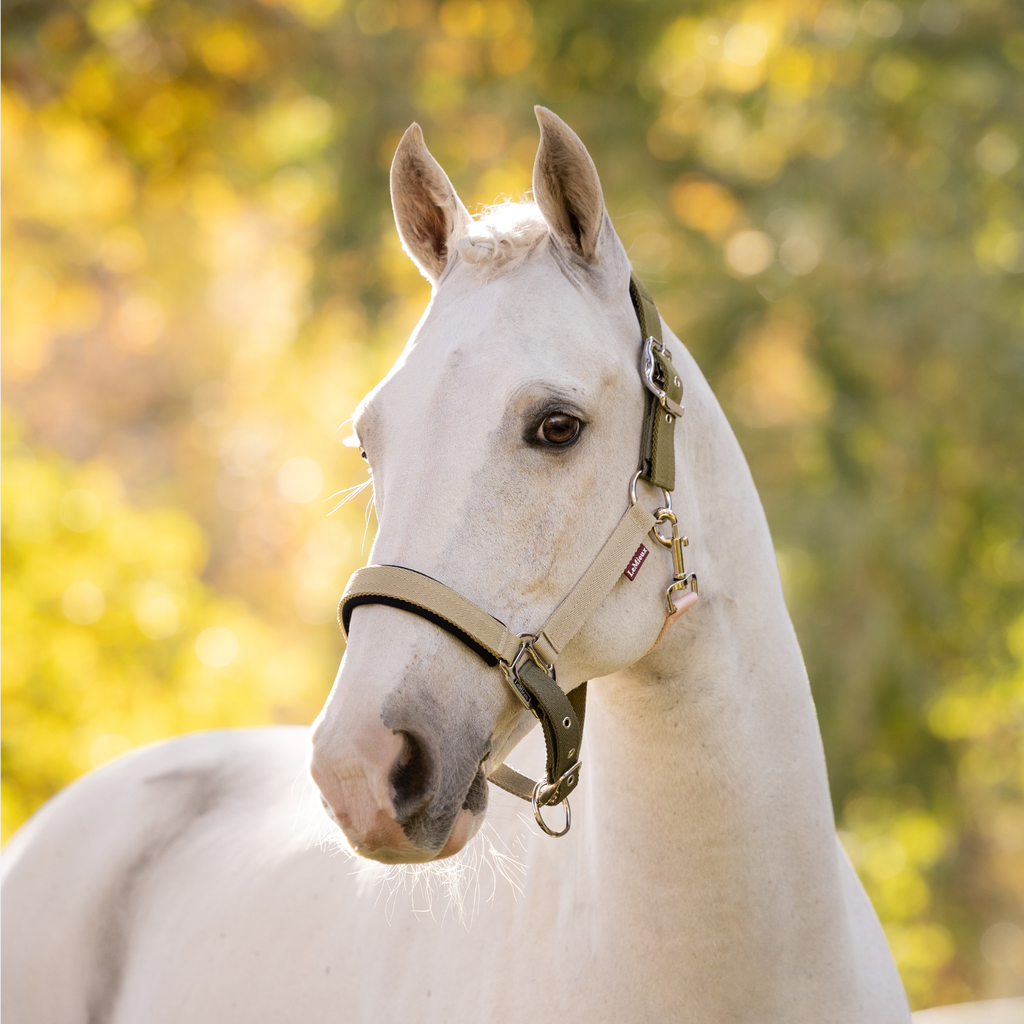 LeMieux Medley Headcollar - Gooseberry/Pear/Petal