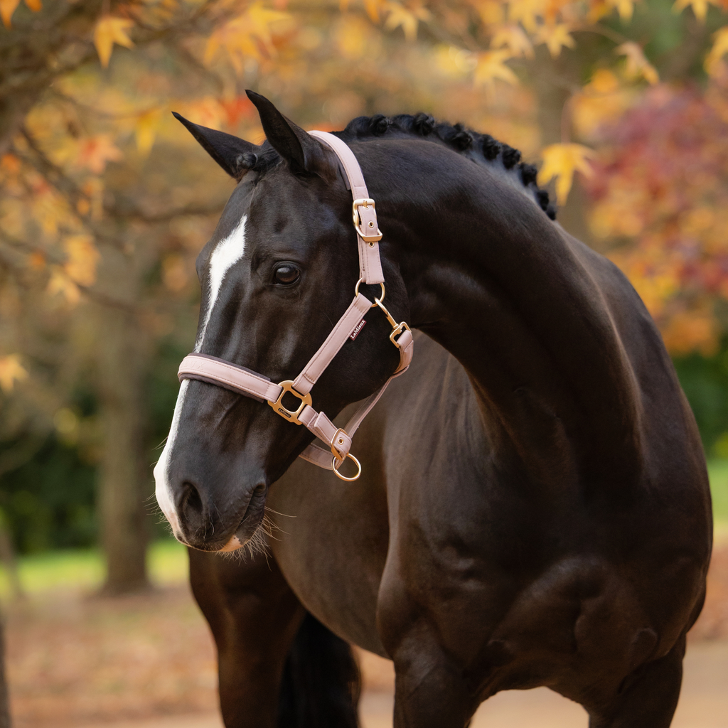 LeMieux Essence Headcollar - Wild Rose