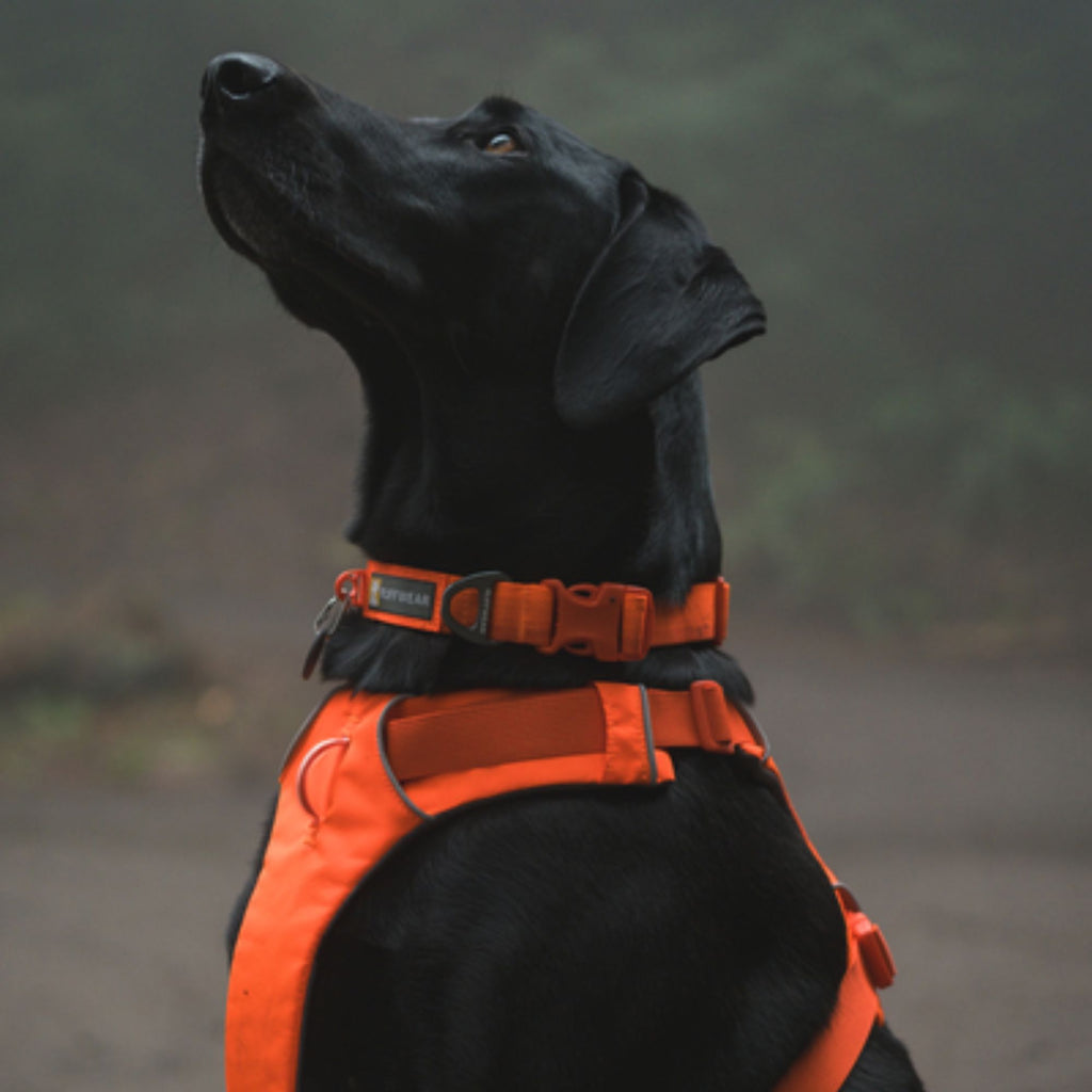 Ruffwear Front Range Collar - Blaze Orange