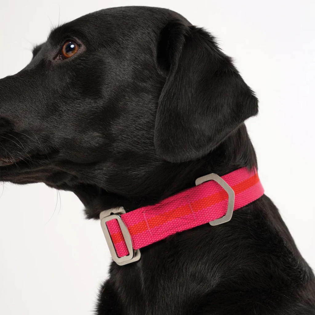 Ruff & Tumble All-Terrain Collar - Fuschia/Scarlett